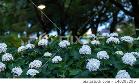 Hydrangea from Sagamihara Kita Park 140295299
