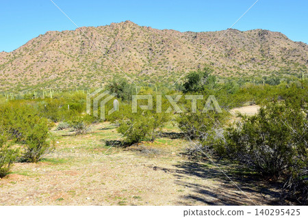 Old Saguaro Cactus Sonora desert Arizona 140295425