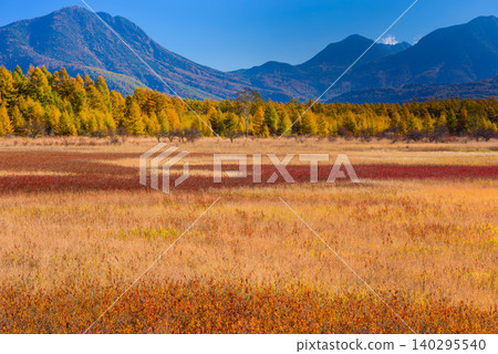 On a clear autumn morning, a birch tree, known as the "Lady," stands in the Odashirogahara plain during the peak of its autumn foliage. (Medium telephoto shot, uninhabited landscape) On a clear autumn morning, a birch tree, known as the "Lady," stands in the Odashirogahara plain during the peak of its autumn foliage. (Medium telephoto shot, uninhabited landscape) 140295540