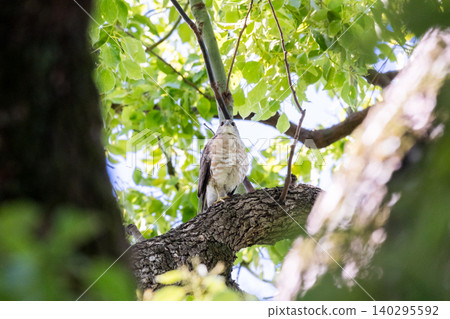 【野鳥】一隻雄性歐亞雀鷹在樹幹間觀察周圍的環境。 【野鳥】一隻雄性歐亞雀鷹在樹幹間觀察周圍的環境。 140295592