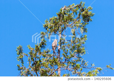 [Wild Birds] A male Eurasian Sparrowhawk observing its surroundings from high up in a tree. 140295606