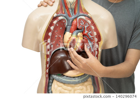 Asian student learning with human liver body model in anatomy biology in classroom at high school. Asian student learning with human liver body model in anatomy biology in classroom at high school. 140296074