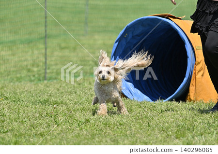 我心愛的狗狗在狗公園玩耍:Tunnel,馬爾濟斯犬和玩具貴賓犬的混種犬(Maltipoo)。 我心愛的狗狗在狗公園玩耍:Tunnel,馬爾濟斯犬和玩具貴賓犬的混種犬(Maltipoo)。 140296085