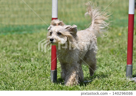 My dog playing in the dog park, doing slalom: Maltipoo (Maltese x Toy Poodle) My dog playing in the dog park, doing slalom: Maltipoo (Maltese x Toy Poodle) 140296086