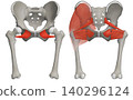 Lumbar region: Deep external rotator muscles (inner muscles within the pelvis) - front and back 140296124