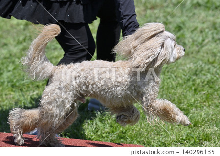 A dog playing with a woman; dog sports; Maltipoo (Maltese x Toy Poodle) A dog playing with a woman; dog sports; Maltipoo (Maltese x Toy Poodle) 140296135