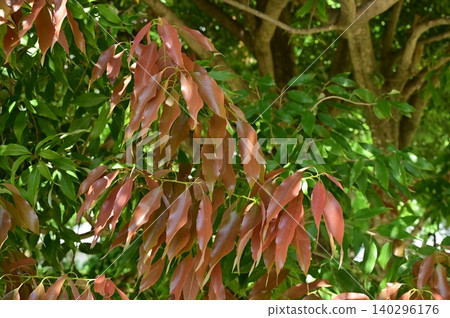 Leaves of Quercus serrata (Fagaceae family), genus Quercus. Leaves of Quercus serrata (Fagaceae family), genus Quercus. 140296176