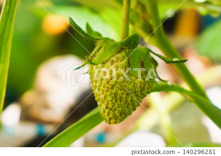 Green strawberries, unripe strawberries, strawberries, home garden Green strawberries, unripe strawberries, strawberries, home garden 140296281