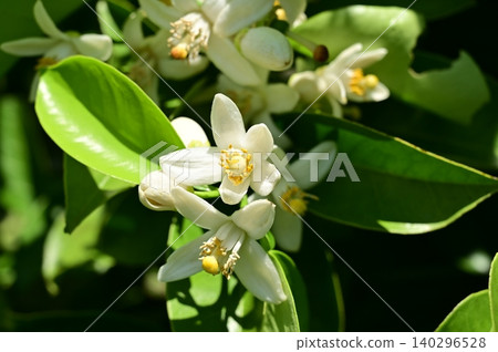 八角芸香(芸香科),無患子目花卉。 八角芸香(芸香科),無患子目花卉。 140296528