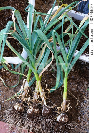 Garlic Oyama Garlic Oyama 140296630