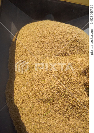 harvest, paddy, rice 140296735