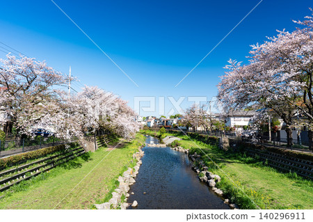 A view of the Nogawa River and cherry blossoms under a spring blue sky in Jindaiji Motomachi, Chofu City, Tokyo. 140296911
