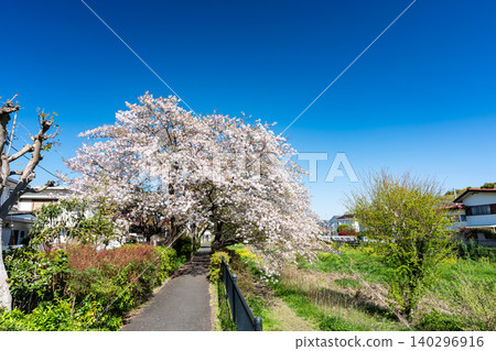 A view of the Nogawa River and cherry blossoms under a spring blue sky in Jindaiji Motomachi, Chofu City, Tokyo. A view of the Nogawa River and cherry blossoms under a spring blue sky in Jindaiji Motomachi, Chofu City, Tokyo. 140296916