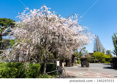 東京國立市,一橋大學東校區入口,櫻花美景。 東京國立市,一橋大學東校區入口,櫻花美景。 140297033