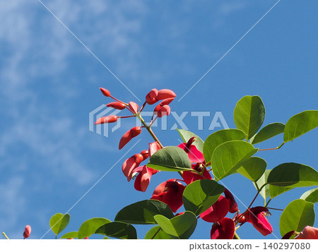 The blue sky of the rainy season and the red flowers of the American coral tree (American coral tree bathed in the early summer sun) The blue sky of the rainy season and the red flowers of the American coral tree (American coral tree bathed in the early summer sun) 140297080