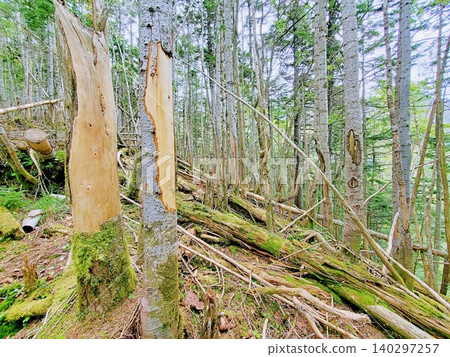 A forest devastated by damage caused by Japanese deer eating the bark, resulting in withered trees. A forest devastated by damage caused by Japanese deer eating the bark, resulting in withered trees. 140297257