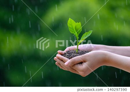 environment Earth Day In the hands of trees growing seedlings. Bokeh green Background Female hand holding tree on nature field grass Forest conservation concept environment Earth Day In the hands of trees growing seedlings. Bokeh green Background Female hand holding tree on nature field grass Forest conservation concept 140297390