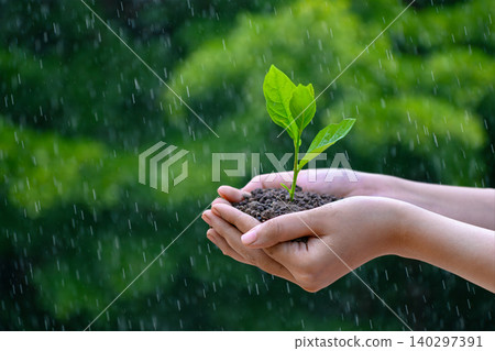 environment Earth Day In the hands of trees growing seedlings. Bokeh green Background Female hand holding tree on nature field grass Forest conservation concept environment Earth Day In the hands of trees growing seedlings. Bokeh green Background Female hand holding tree on nature field grass Forest conservation concept 140297391