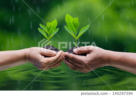 environment Earth Day In the hands of trees growing seedlings. Bokeh green Background Female hand holding tree on nature field grass Forest conservation concept environment Earth Day In the hands of trees growing seedlings. Bokeh green Background Female hand holding tree on nature field grass Forest conservation concept 140297394