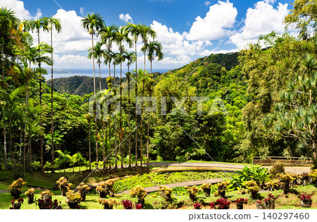 A scenic view of the Jardin de Balata botanical garden in Martinique, France, featuring exotic palm trees, a lily pond, and a distant view of the Caribbean sea. A scenic view of the Jardin de Balata botanical garden in Martinique, France, featuring exotic palm trees, a lily pond, and a distant view of the Caribbean sea. 140297460