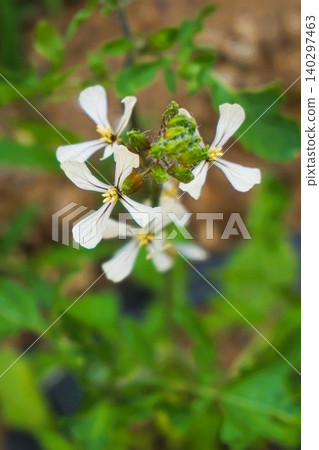 Arugula (flower, herb, aromatic vegetable) Arugula (flower, herb, aromatic vegetable) 140297463