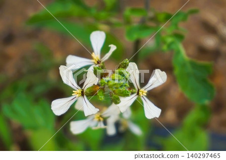 芝麻菜(花、草本、芳香蔬菜) 芝麻菜(花、草本、芳香蔬菜) 140297465