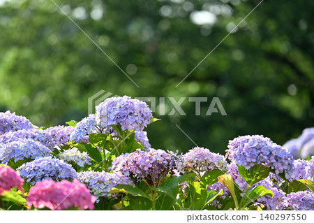 The vibrant colors of hydrangeas bathed in the early summer light. 140297550