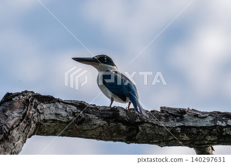 The Collared Kingfisher has large, round, adorable eyes and beautiful blue feathers. The Collared Kingfisher has large, round, adorable eyes and beautiful blue feathers. 140297631