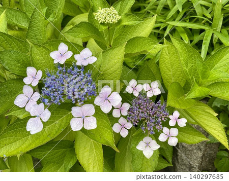 Under the rainy season sky, hydrangeas in full bloom are adorned with raindrops. Under the rainy season sky, hydrangeas in full bloom are adorned with raindrops. 140297685