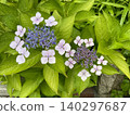 Under the rainy season sky, hydrangeas in full bloom are adorned with raindrops. 140297687