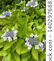 Under the rainy season sky, hydrangeas in full bloom are adorned with raindrops. 140297688