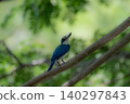 一隻領翠鳥棲息在綠葉叢中的樹枝上。 140297843