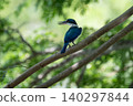 一隻領翠鳥棲息在綠葉叢中的樹枝上。 140297844