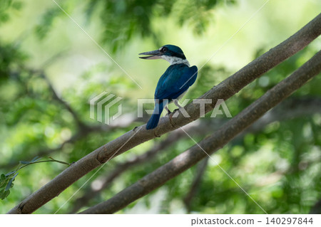 A Collared Kingfisher perched on a tree branch amidst the green foliage. A Collared Kingfisher perched on a tree branch amidst the green foliage. 140297844