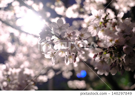 東京皇宮和夜晚的櫻花 東京皇宮和夜晚的櫻花 140297849
