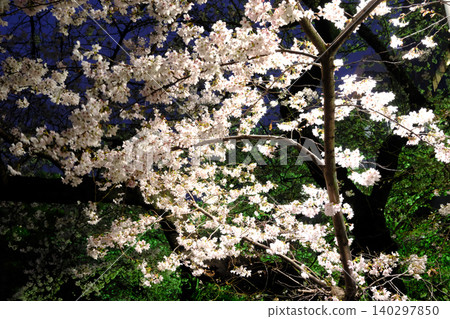 東京皇宮和夜晚的櫻花 東京皇宮和夜晚的櫻花 140297850