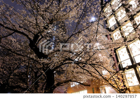 東京皇宮和夜晚的櫻花 東京皇宮和夜晚的櫻花 140297857