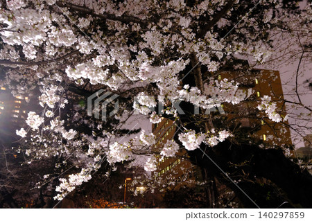 東京皇宮和夜晚的櫻花 140297859