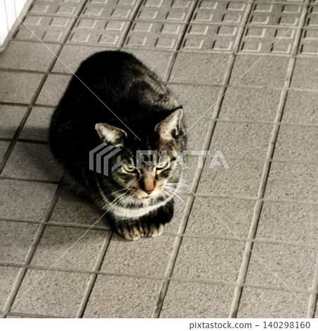 A tabby cat sitting on a tiled floor. A tabby cat sitting on a tiled floor. 140298160