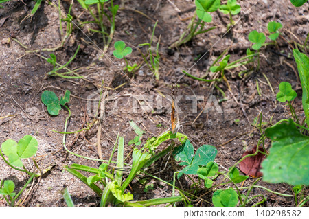 A Common Leopard butterfly perched on a clover leaf growing on the ground. A Common Leopard butterfly perched on a clover leaf growing on the ground. 140298582