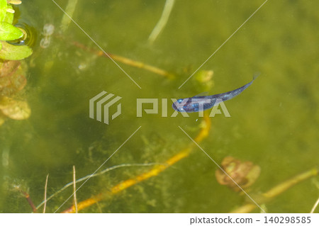 Beautiful blue medaka fish swim comfortably across the clear water. 140298585