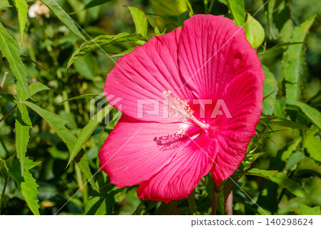 The vibrant, large American hibiscus flowers shine brightly in the summer sun. The vibrant, large American hibiscus flowers shine brightly in the summer sun. 140298624