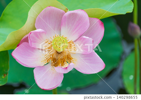 A single pink lotus flower bloomed beautifully under the summer sky. A single pink lotus flower bloomed beautifully under the summer sky. 140298655