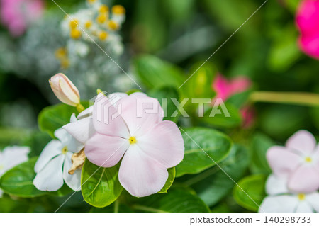 A close-up view of the beautiful pale pink vinca flowers in bloom. 140298733