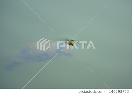 A red-eared slider turtle swims silently across the green surface of the water. A red-eared slider turtle swims silently across the green surface of the water. 140298753
