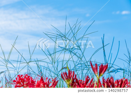 Spider lilies and pampas grass plumes reach towards the refreshing autumn sky. Spider lilies and pampas grass plumes reach towards the refreshing autumn sky. 140298757