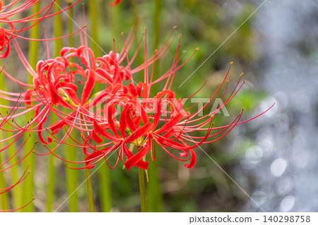 A close-up of bright red spider lilies blooming beautifully by the water's edge. A close-up of bright red spider lilies blooming beautifully by the water's edge. 140298758