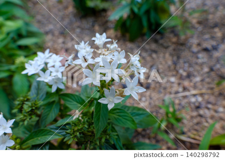 Star-shaped white pentas blooming close together in the flowerbed. Star-shaped white pentas blooming close together in the flowerbed. 140298792