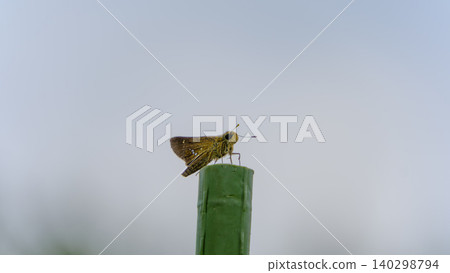 一隻小弄蝶輕輕地停在園藝木樁的頂端。 一隻小弄蝶輕輕地停在園藝木樁的頂端。 140298794
