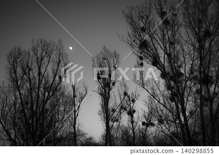 Black And White Moon Through Bare Trees Black And White Moon Through Bare Trees 140298855